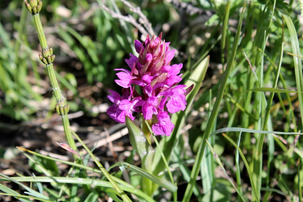 Dactylorhiza sambucina